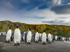 Penguins in Antarctica.