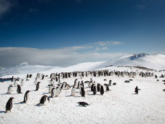 Penguins in Antarctica.