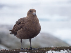 Brown skua in Petermann Island, Antarctica