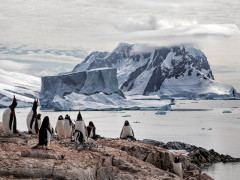 Gentoo penguin in Petermann Island, Antarctica