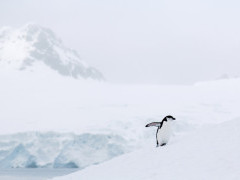 Chinstrap penguin in the Polar Circle, Antarctica
