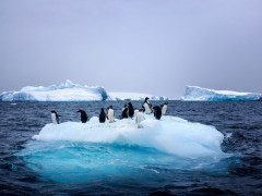 Gentoo penguin in the Antarctic Polar Circle