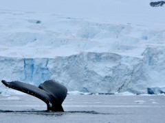 Humpback whale in the Antarctic Polar Circle