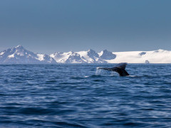 Humpback whale in the Polar Circle, Antarctica