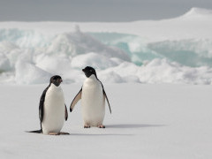 Adelie penguin in Port Lockroy, Antarctica