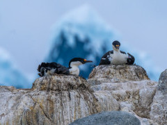 Blue-eyed shag in Port Lockroy, Antarctica