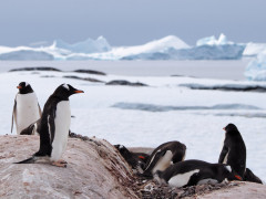 Gentoo penguin in Port Lockroy, Antarctica