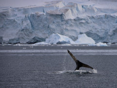 Humpback whale in Port Lockroy, Antarctica