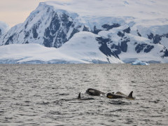 Orca in Port Lockroy, Antarctica