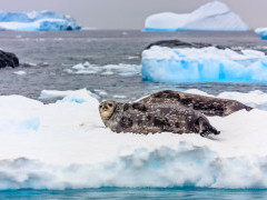 Weddell seal in Port Lockroy, Antarctica