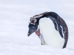 Adelie penguin in Antarctica.
