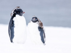 Adelie penguins in Antarctica.