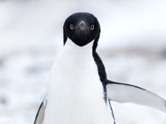 Adelie penguin in Cape Adare, Ross Sea