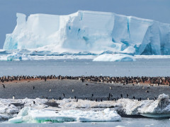 Adelie penguin colony in Cape Adare, Ross Sea