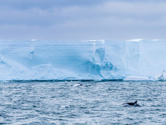 Orca in the Ross Sea