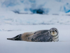 A seal lying down in Antarctica.