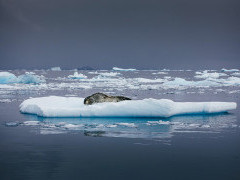 Seal on an ice float in Antarctica.