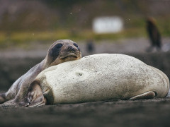 Seals lying on each other in Antarctica.