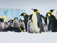 Emperor penguin in the Weddell Sea, Antarctica.