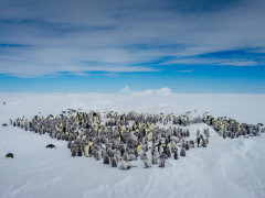 Emperor penguin in the Weddell Sea, Antarctica.