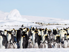 Emperor penguin in the Weddell Sea, Antarctica.