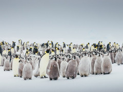 Emperor penguin in the Weddell Sea, Antarctica.
