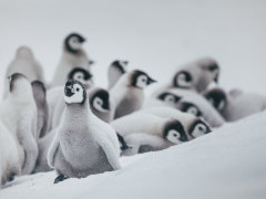Emperor penguin in the Weddell Sea, Antarctica.