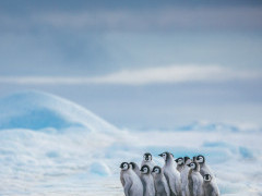 Emperor penguin in the Weddell Sea, Antarctica.