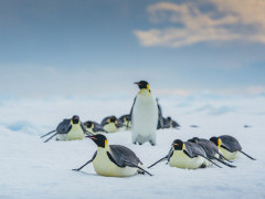 Emperor penguin in the Weddell Sea, Antarctica.