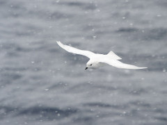 Snow petrel in the Ross Sea