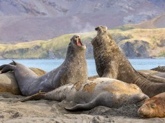 Elephant seal at Gold Harbour in South Georgia.