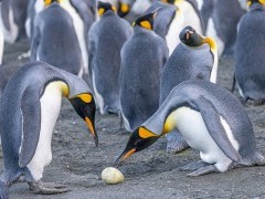 King penguin at Gold Harbour in South Georgia.