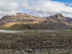 King penguin colony in South Georgia