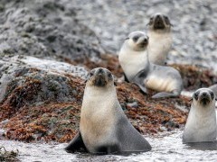 Fur seal at Prion Island in South Georgia.