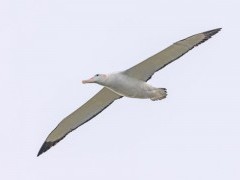 Wandering albatross at Prion Island in South Georgia.