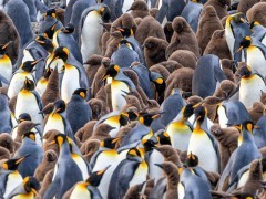 King penguins at Salisbury Plain in South Georgia.