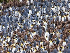 King penguins at Salisbury Plain in South Georgia.