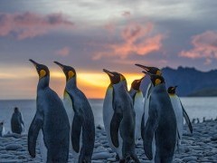 King penguins at Salisbury Plain in South Georgia.