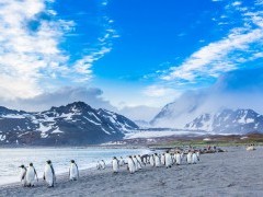 King penguins and elephant seals at St Andrew's Bay in South Georgia