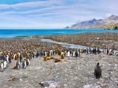 King penguins at St Andrew's Bay in South Georgia