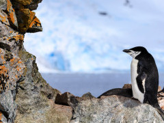Chinstrap penguin in South Shetland Islands, Antarctica