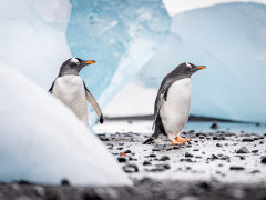 Gentoo penguin in South Shetland Islands, Antarctica