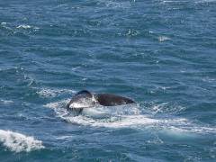 Southern right whale in the Sub-Antarctic