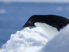 Adelie penguin in the Weddell Sea, Antarctica.