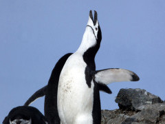 Chinstrap penguin in the Weddell Sea, Antarctica.