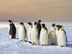 Emperor penguin colony in Weddell Sea, Antarctica