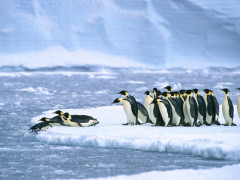 Emperor penguin colony in Weddell Sea, Antarctica