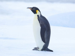 Emperor penguin in the Weddell Sea, Antarctica.