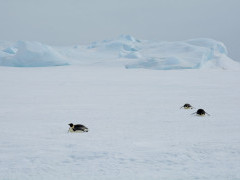 Emperor penguin in the Weddell Sea, Antarctica.