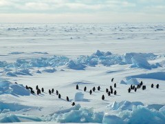 Adelie penguin in Antarctica
